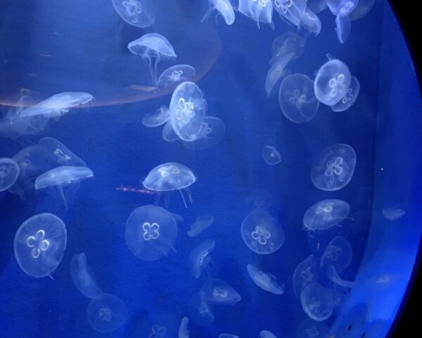 足摺海洋館🐟🐠