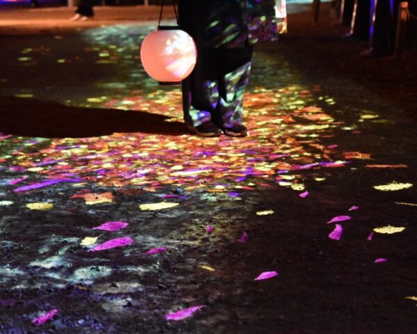 高知城🎆イルミネーション✨