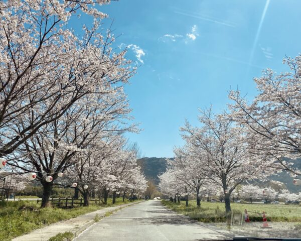 桜開花しましたね👏🏻🌸